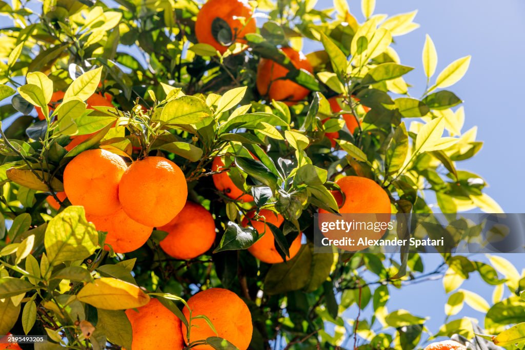 Ripe oranges growing on the tree on the streets of Athens, Greece