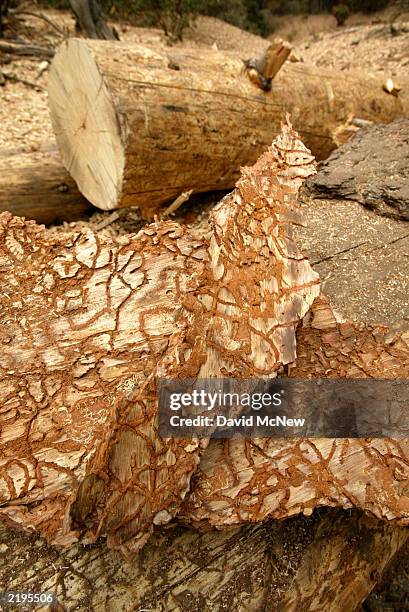 Trail-like "galleries" left by the larvae of bark beetles are seen on the inner bark of pines, killed by beetles, July 23, 2003 near Idyllwild,...