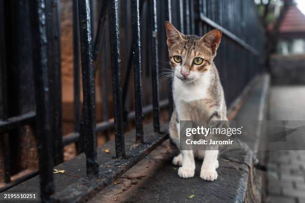 sad tabby cat sitting on street - lost stock pictures, royalty-free photos & images