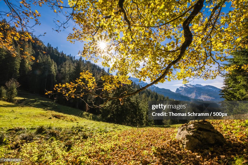 Trees on landscape against sky during autumn,Muotathal,Switzerland