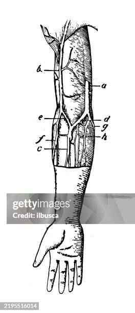basilic vein - basilic vein stock illustrations