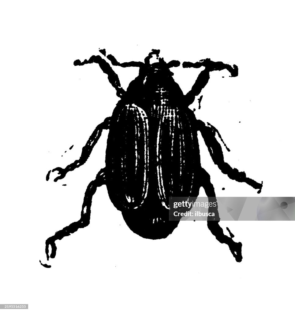 Bean-weevil