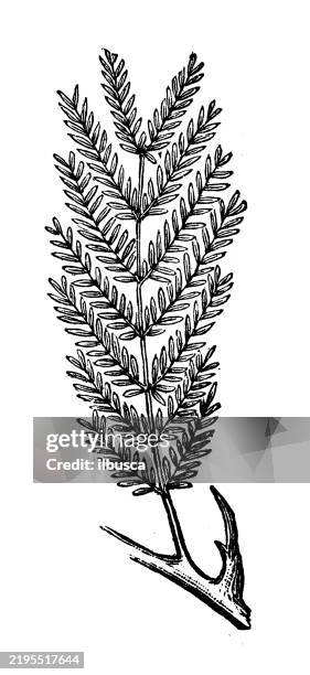 bipinnate leaf - fever tree stock illustrations