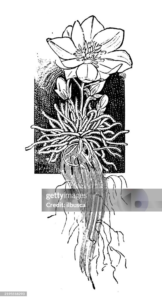 Bitterroot