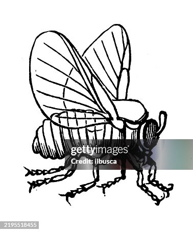 Black Fly Black Fly