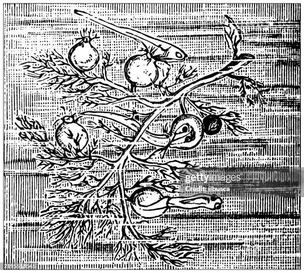 bladderwort, utricularia vulgaris - utricularia vulgaris stock illustrations