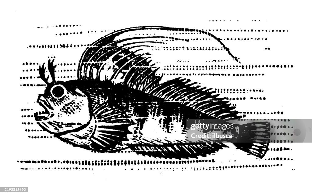 Ocellated Blenny