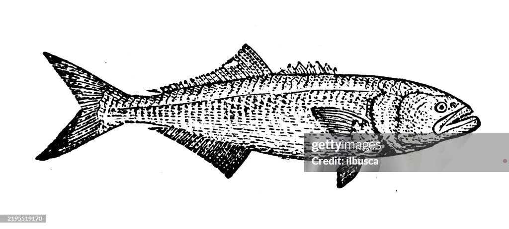 Bluefish, Pomatomus saltatrix