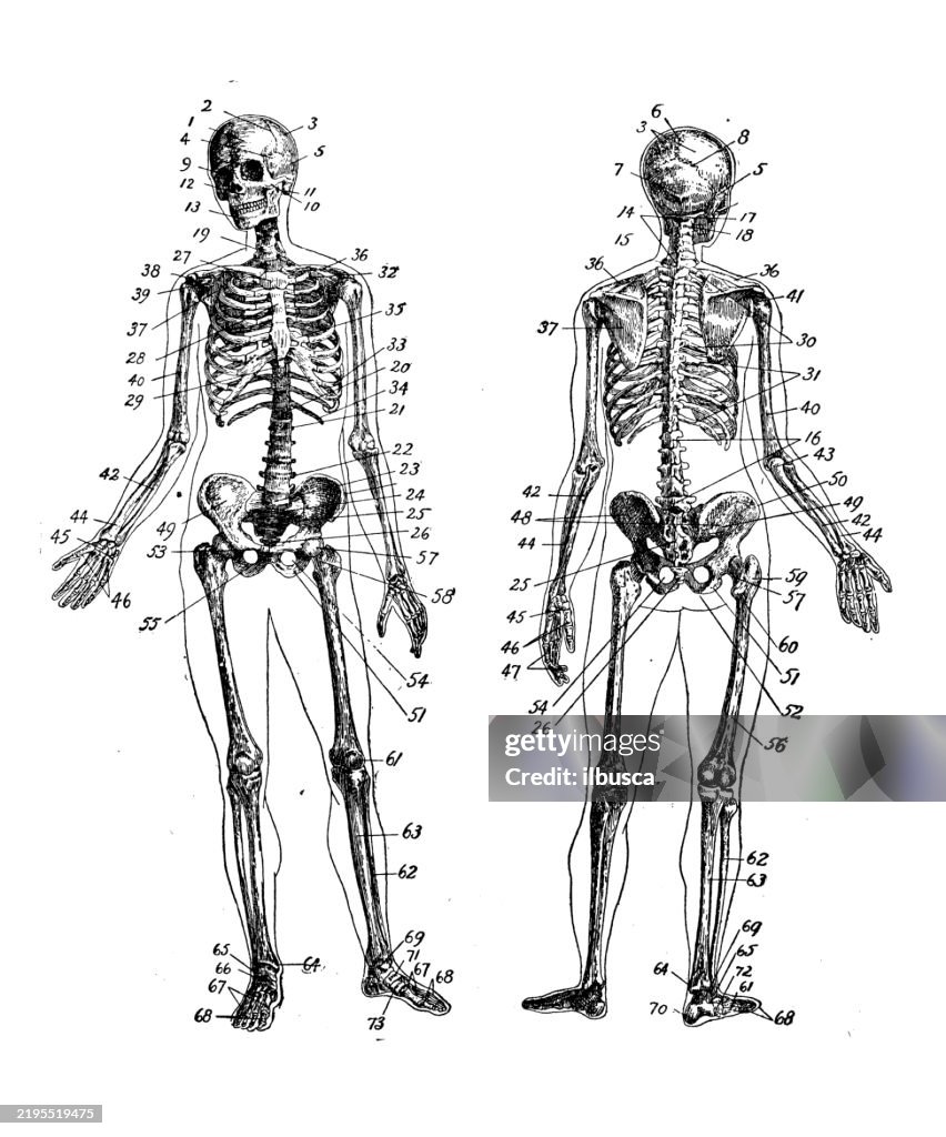 Human Bones Diagram High-Res Vector Graphic - Getty Images