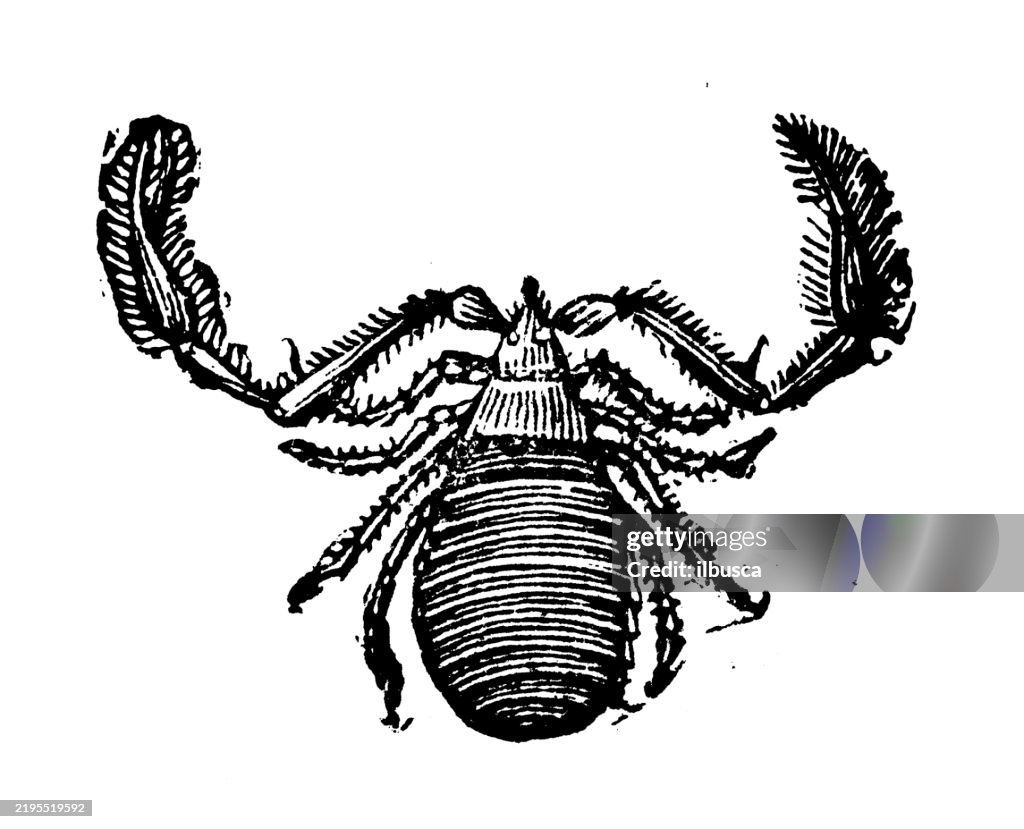 Book Scorpion, Chelifer cancroides