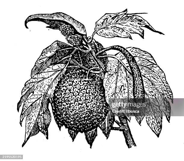 breadfruit, artocarpus incisa - jackfruit stock illustrations