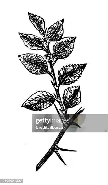 buckthorn - buckthorn stock illustrations