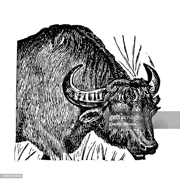 illustrazioni stock, clip art, cartoni animati e icone di tendenza di bufalo indiano, bos buffelus - bufalo indiano