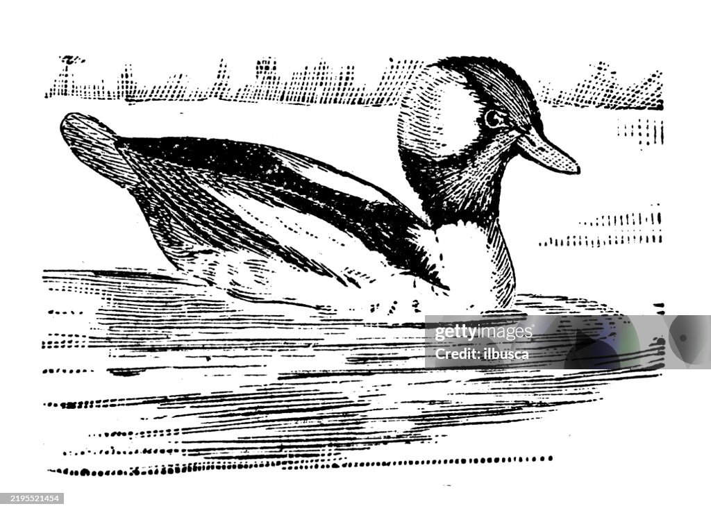Bufflehead