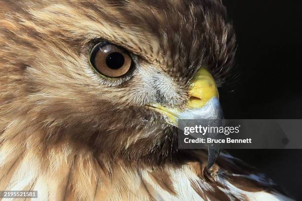 Red-shouldered Hawk populates the Wakodahatchee Wetlands on January 12, 2025 in Delray Beach, Florida. The warmer climate in the southern part of...