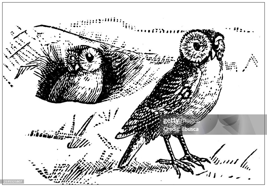 Burrowing Owl, Speotyto cunicularia