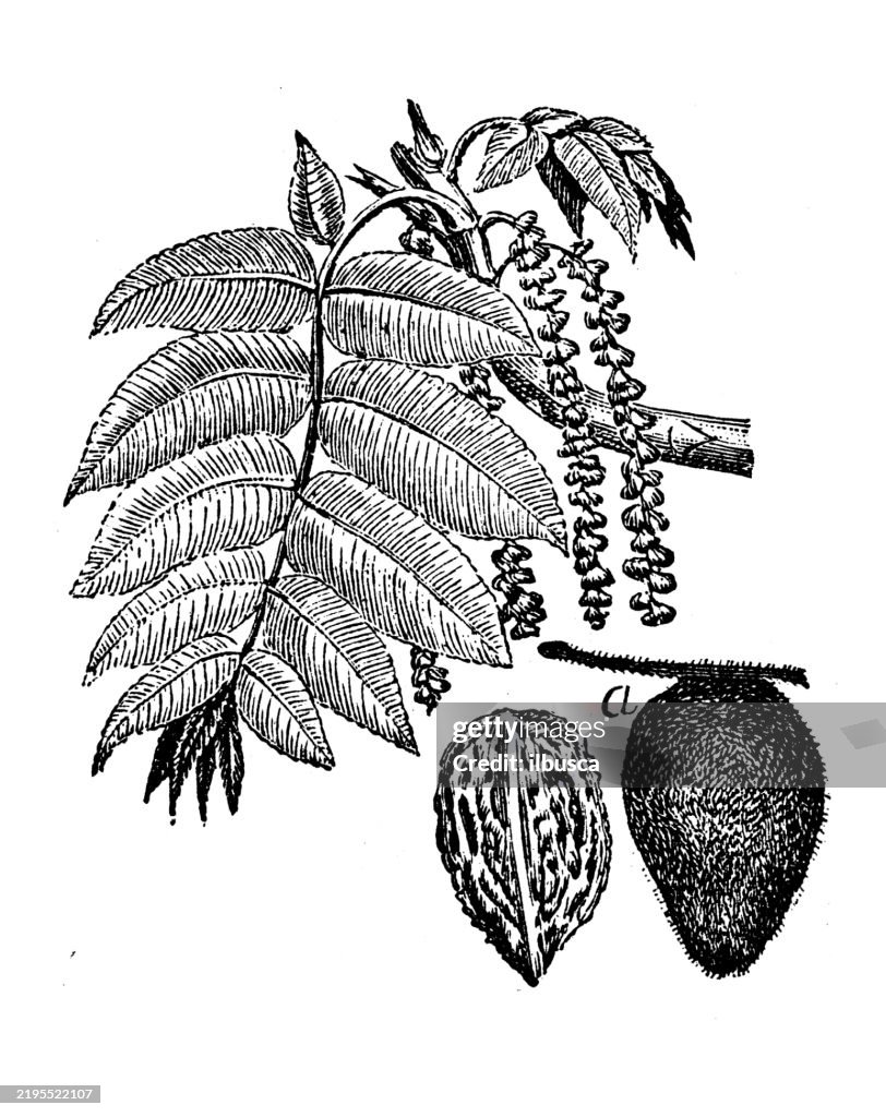 Butternut, Juglans cinerea