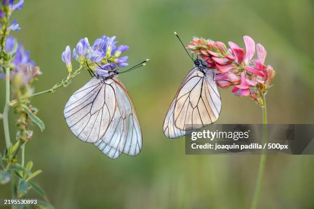 close-up of butterfly pollinating on flower - groot geaderd witje stockfoto's en -beelden