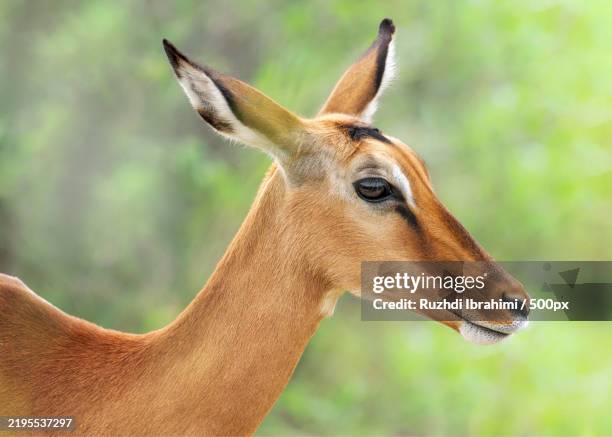 close-up of deer - impala stock-fotos und bilder