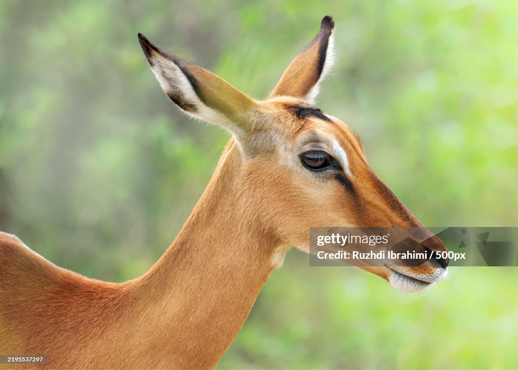 Close-up of deer