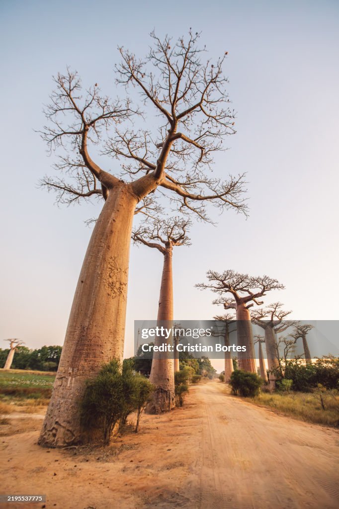 Madagascar