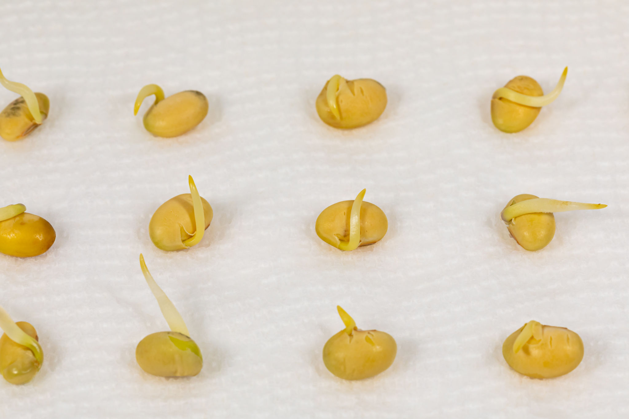 testing paper towels