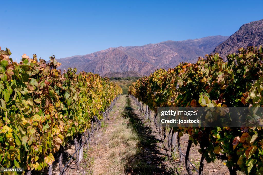 Vineyards in the Calchaqui Valley near Cafayate, Argentina with the Andes Mountains behind