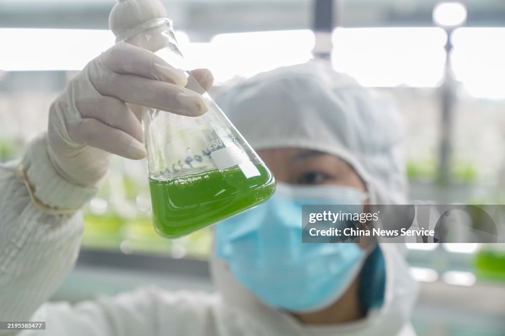 World's Largest Natural Astaxanthin Production Base In Yunnan
