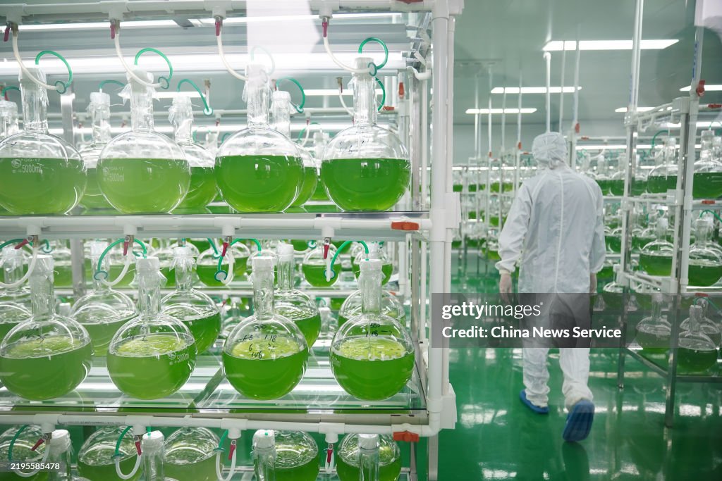 World's Largest Natural Astaxanthin Production Base In Yunnan