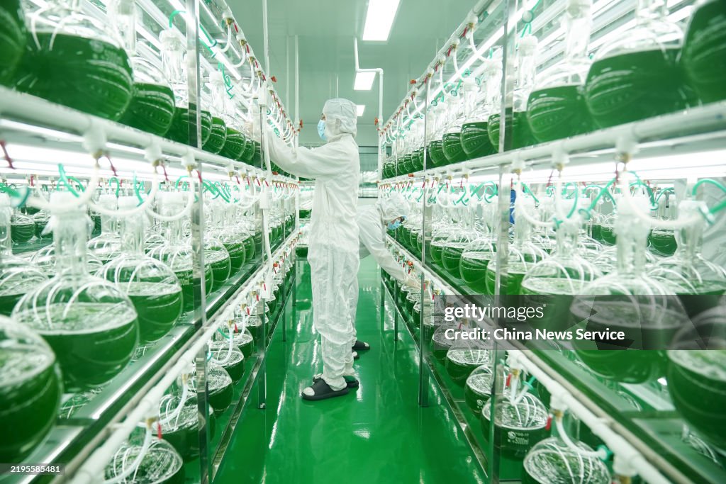 World's Largest Natural Astaxanthin Production Base In Yunnan