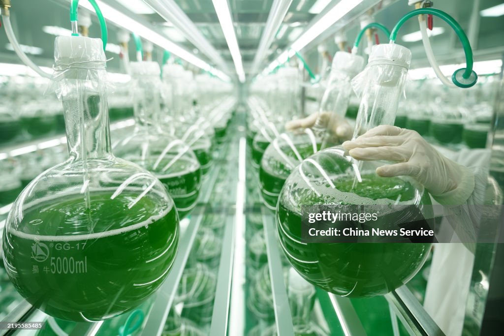 World's Largest Natural Astaxanthin Production Base In Yunnan