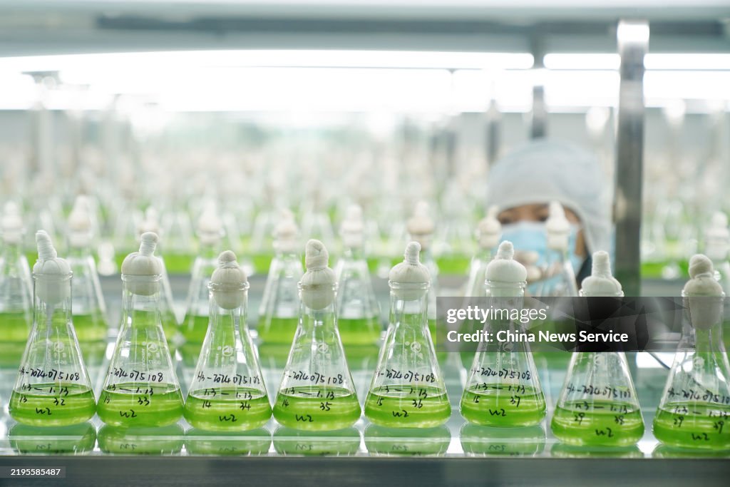 World's Largest Natural Astaxanthin Production Base In Yunnan