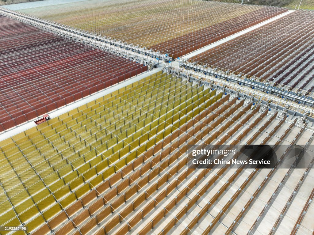 World's Largest Natural Astaxanthin Production Base In Yunnan