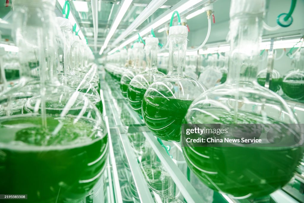 World's Largest Natural Astaxanthin Production Base In Yunnan