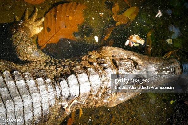 crocodile in the water - florida waterways stock pictures, royalty-free photos & images
