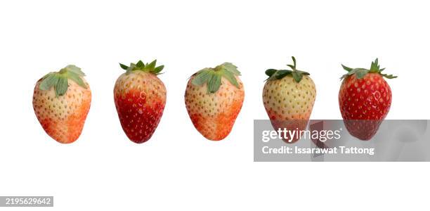 five strawberries are shown in a row - strawberry macro stock pictures, royalty-free photos & images