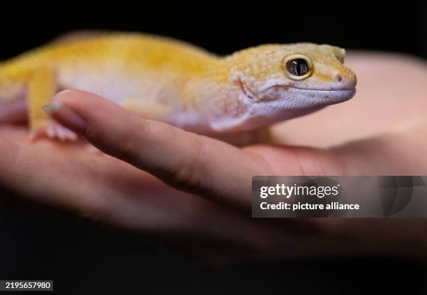 January 2025, Bavaria, Munich: A leopard gecko sits in the Reptile Sanctuary, Munich e.V. The Free State of Bavaria is funding the urgently needed...