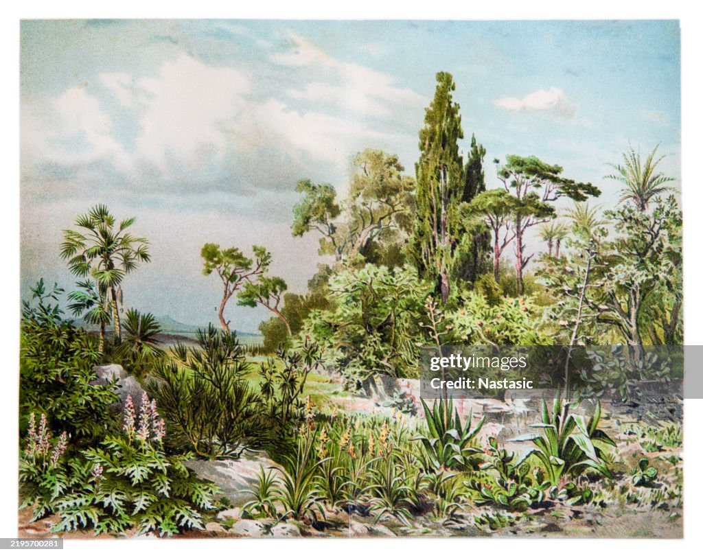 Mediterranean flora