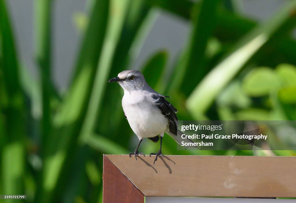 Tropical Mockingbird