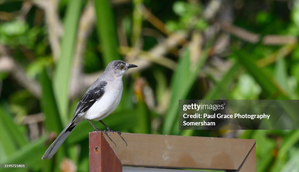 Tropical Mockingbird