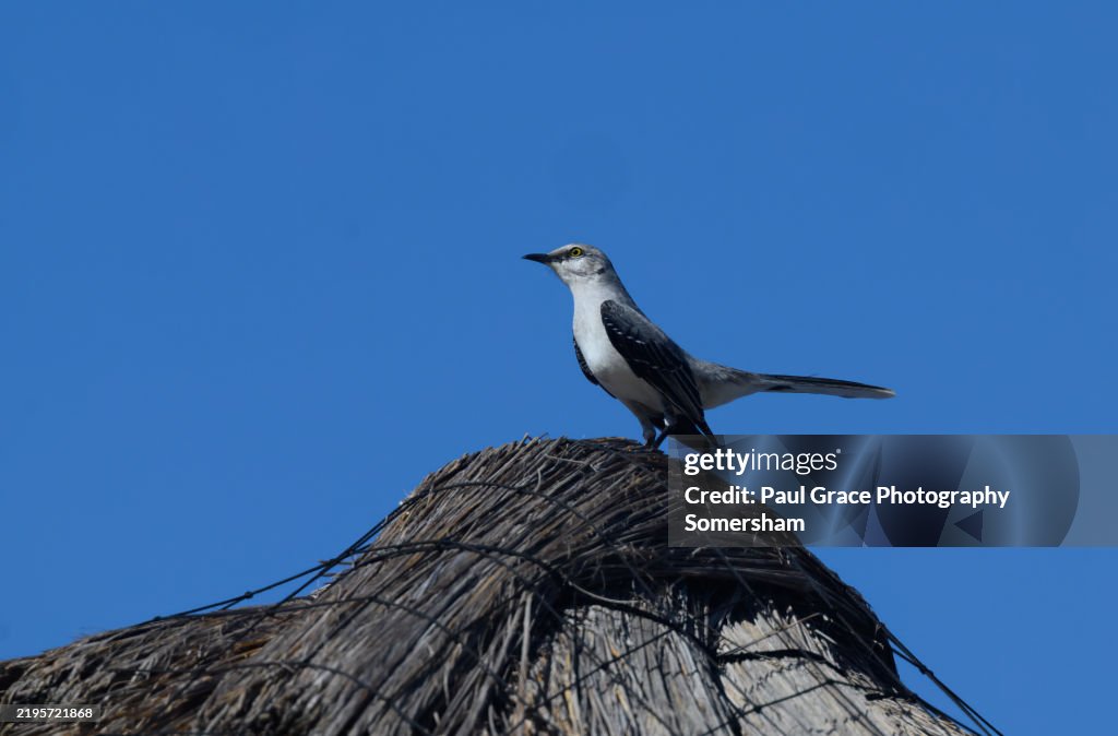 Tropical Mockingbird