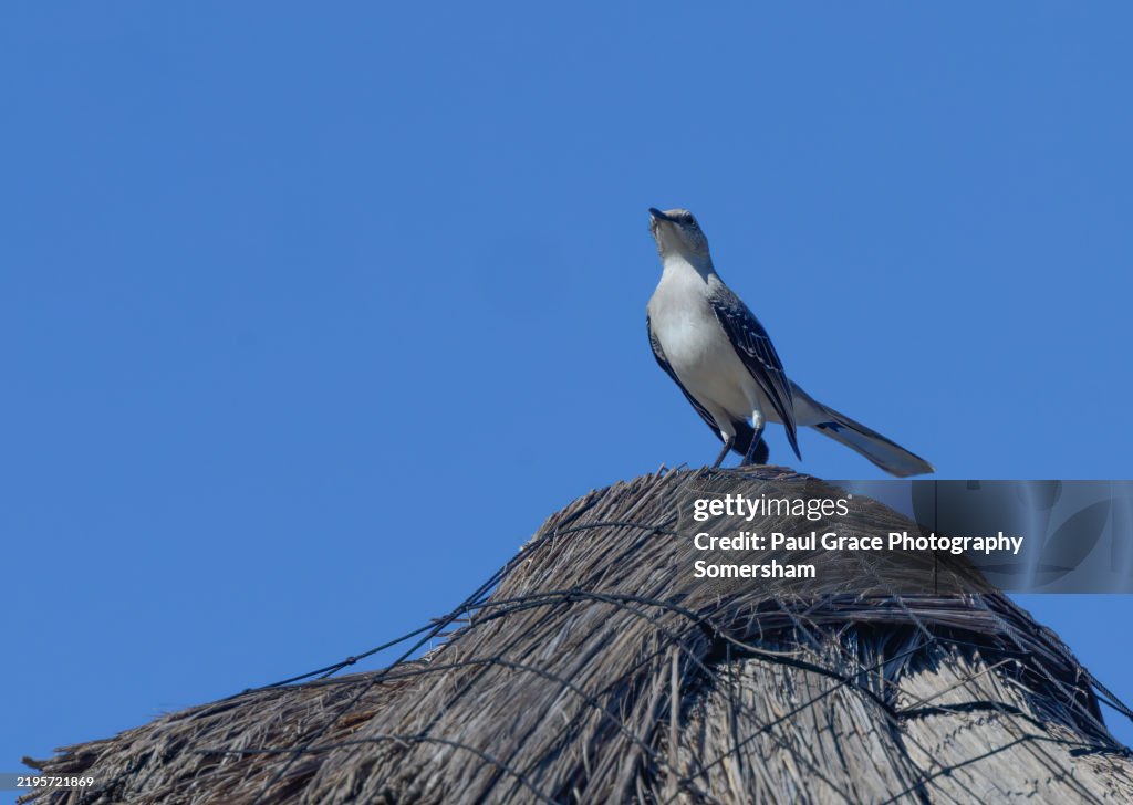 Tropical Mockingbird