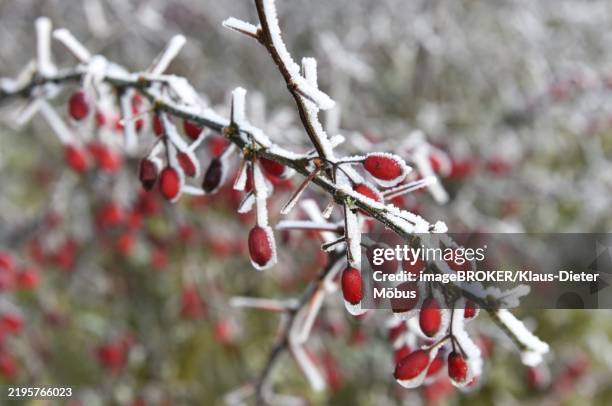 common barberry (berberis vulgaris) in frost - berberis vulgaris stock pictures, royalty-free photos & images
