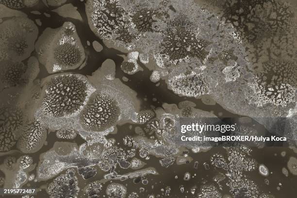 ebru marble conch effect surface pattern design for print - conch stock illustrations