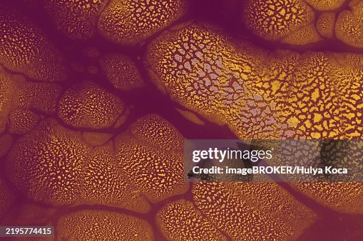 Ebru marble conch effect surface pattern design for print Ebru marble conch effect surface pattern design for print