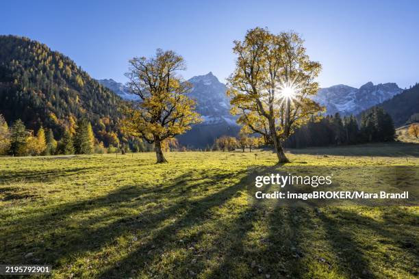 sycamore maple with autumnal yellow foliage and sun star, large maple base in autumn, rocky mountain peaks with spritzkarspitze in the background, rißtal in the eng, karwendel, tyrol, austria, europe - karwendel mountains stockfoto's en -beelden