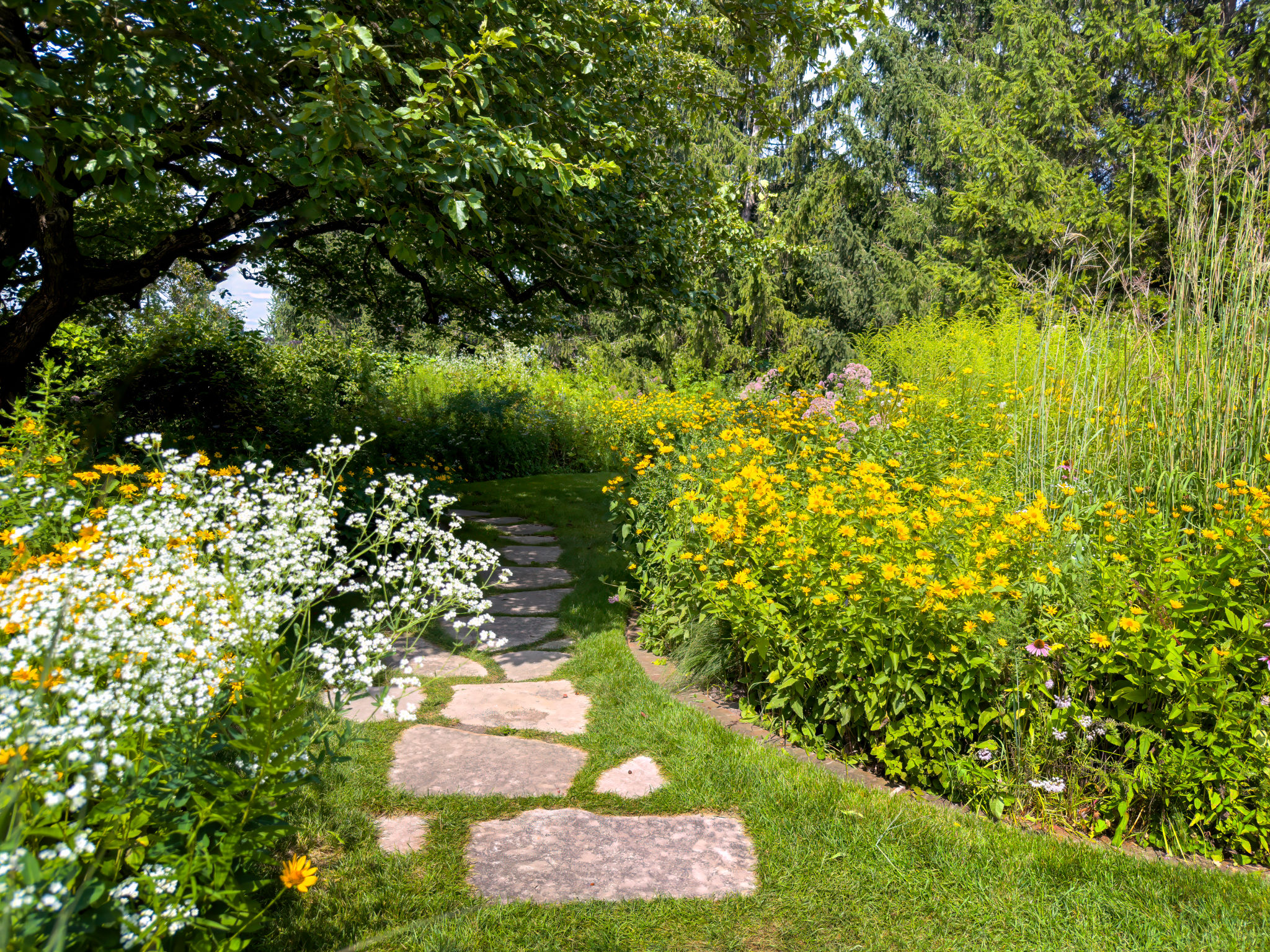 native plants grass