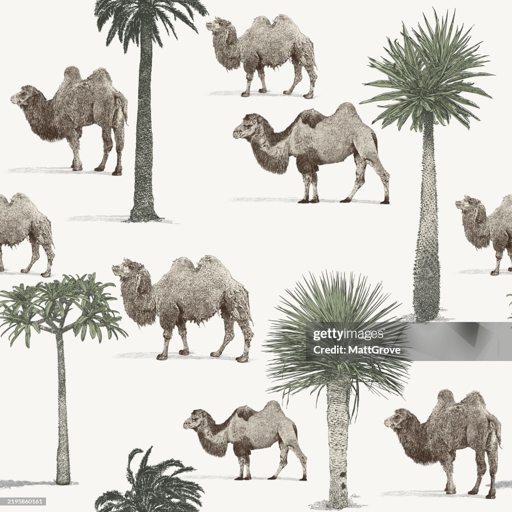 Camels & Palm Trees in the Desert