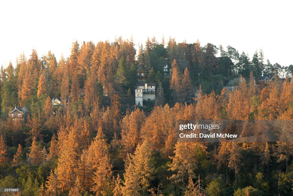 Beetles Bring Devastation And Extreme Fire Danger to Southern California Forests