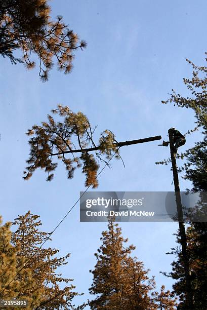 Sawyer cuts down a dead pine in a residential area on July 24, 2003 near Lake Arrowhead, California. Southern California's native pines are being...